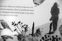 https://www.helloerinschell.com/files/gimgs/th-76_76_birddetail.jpg
